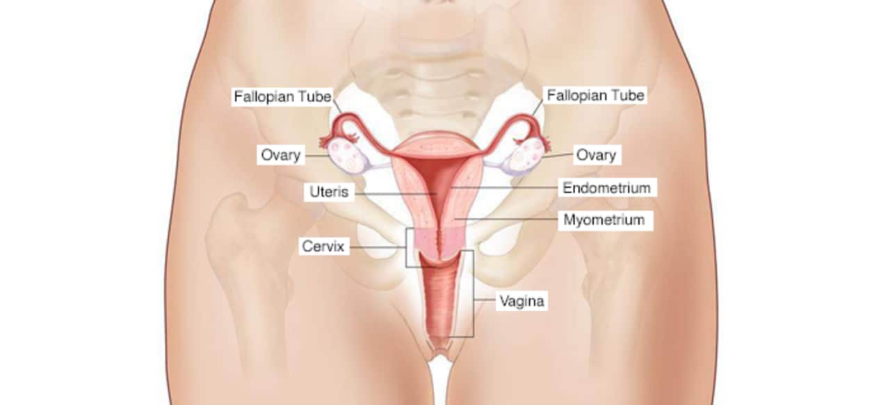 anatomical_images_female_700x3191027_19940_en
